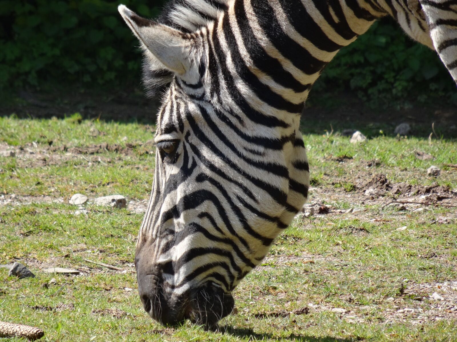 Sony Cyber-shot DSC-HX50V sample photo. Zebra, animal, africa photography