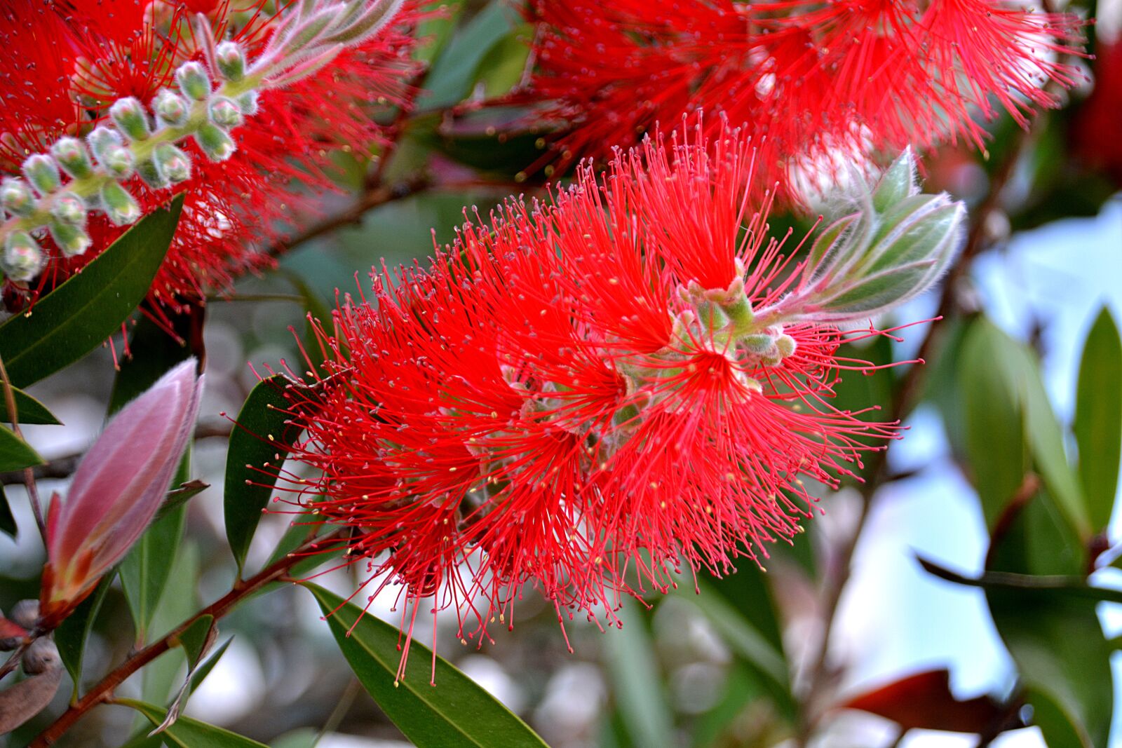 Nikon D5200 sample photo. Flower, bottlebrush, red flower photography