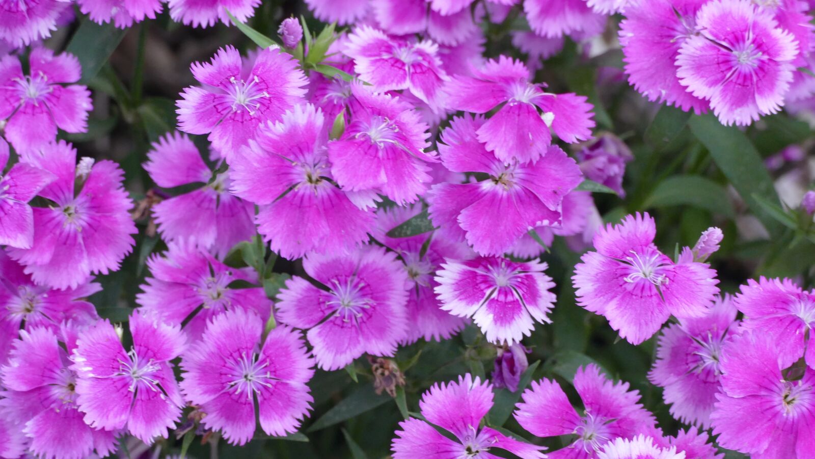 Panasonic Lumix DMC-FZ1000 sample photo. Dianthus, flowers, pink photography