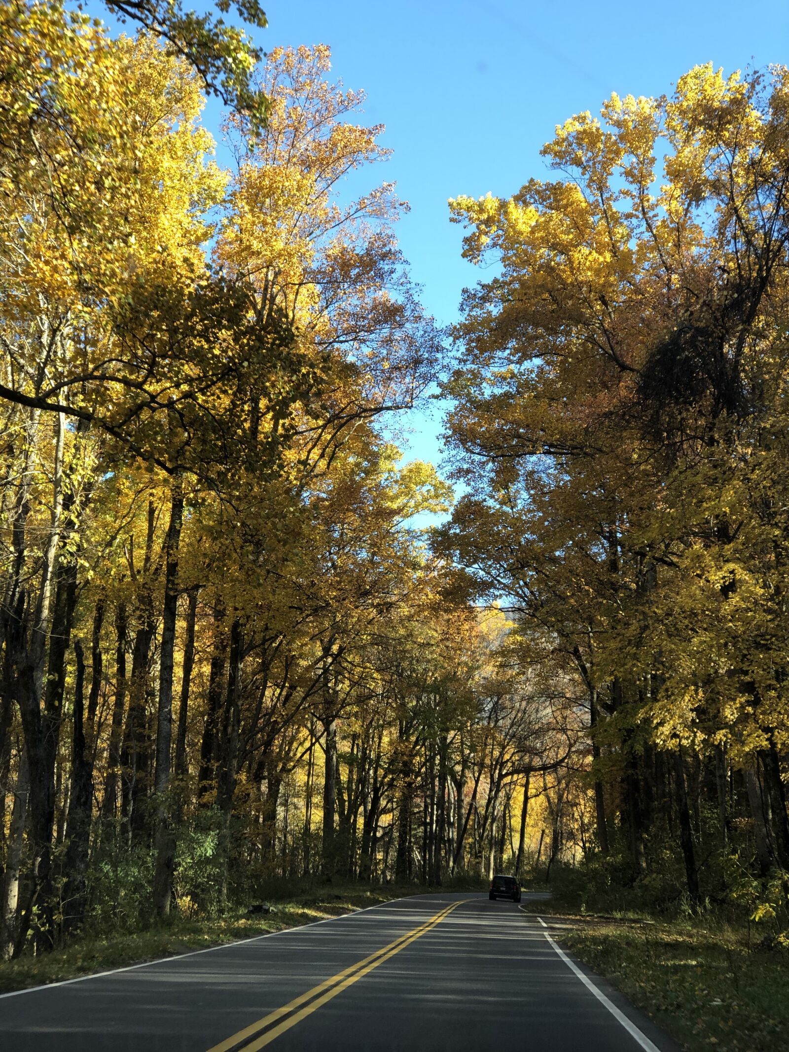 iPhone 8 Plus back dual camera 6.6mm f/2.8 sample photo. Smoky mountains, nature, trees photography