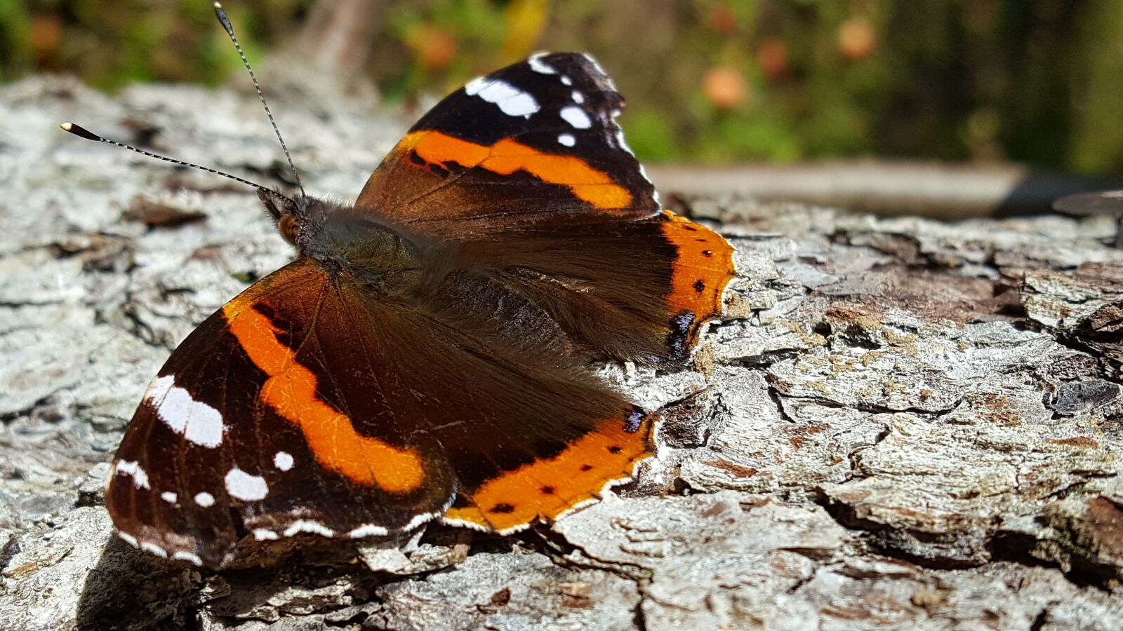 Samsung Galaxy S6 sample photo. Butterfly, autumn, bark photography