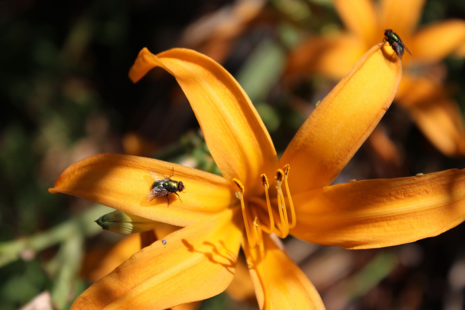 Canon EOS 1200D (EOS Rebel T5 / EOS Kiss X70 / EOS Hi) sample photo. Yellow flower, botanical garden photography