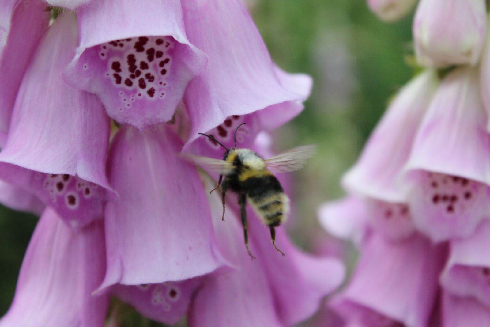 Canon EOS 600D (Rebel EOS T3i / EOS Kiss X5) sample photo. Thimble, red, cinquefoil photography