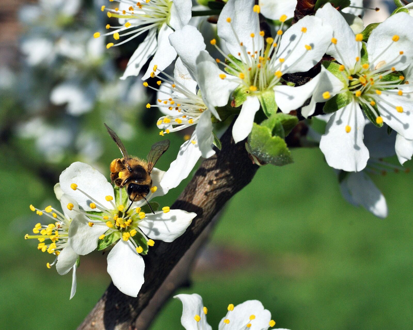 Nikon D80 sample photo. Bee, pollination, flower photography