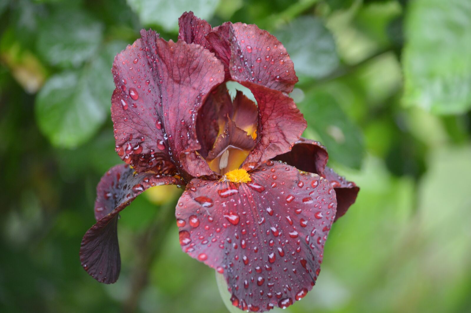 Nikon D3200 sample photo. Flower, iris, droplets photography
