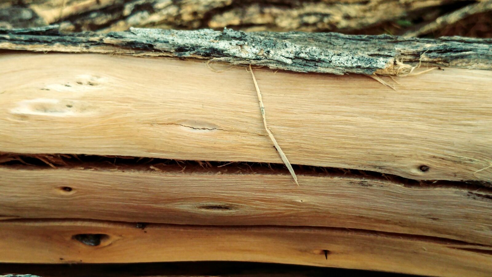 LG G5 sample photo. Wood log, bark, timber photography