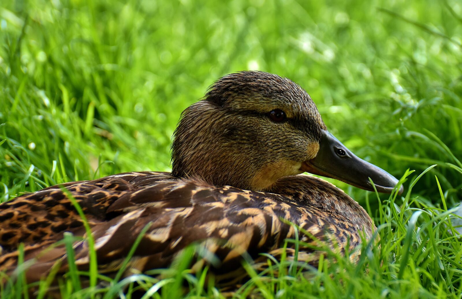Nikon D7200 sample photo. Mallard, water bird, duck photography