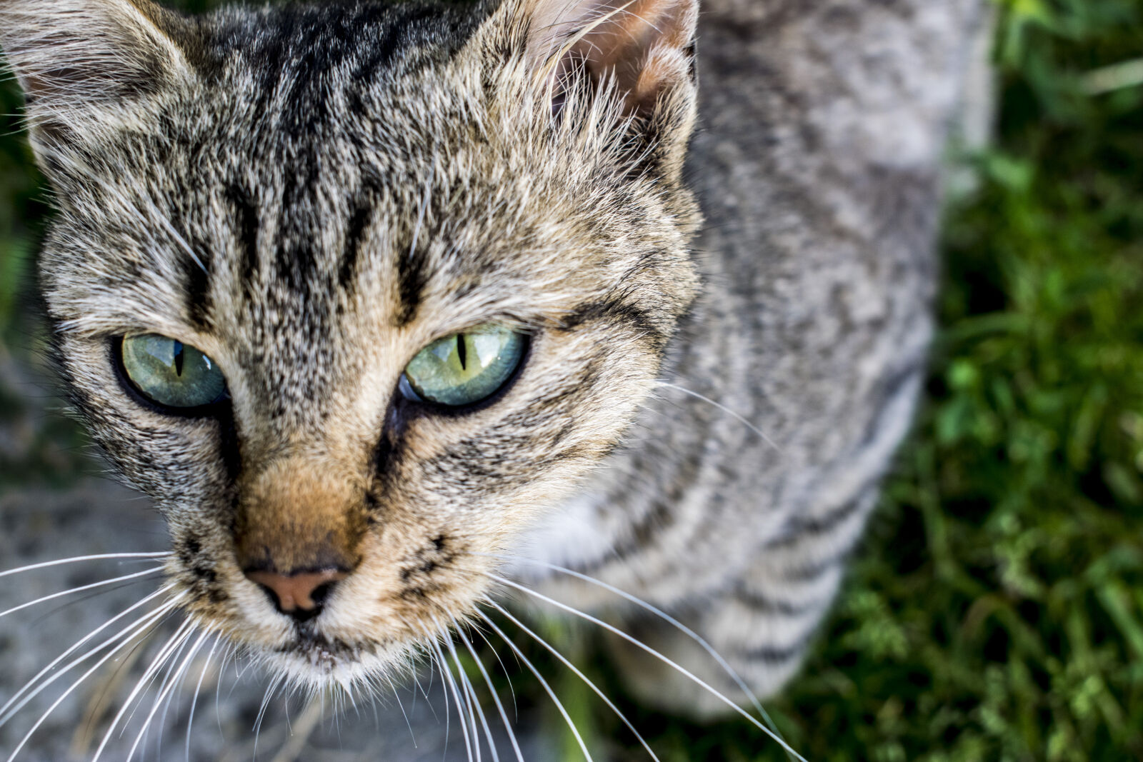 Nikon D3300 sample photo