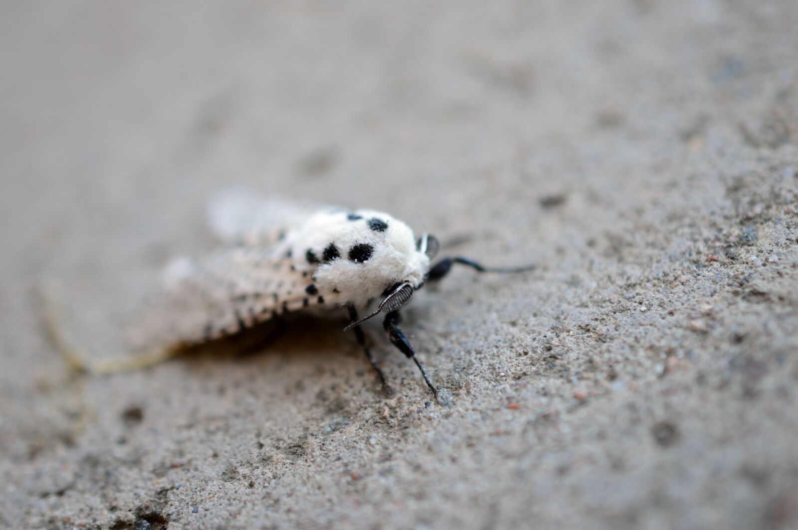 Nikon D3200 sample photo. Moth, white, insect photography