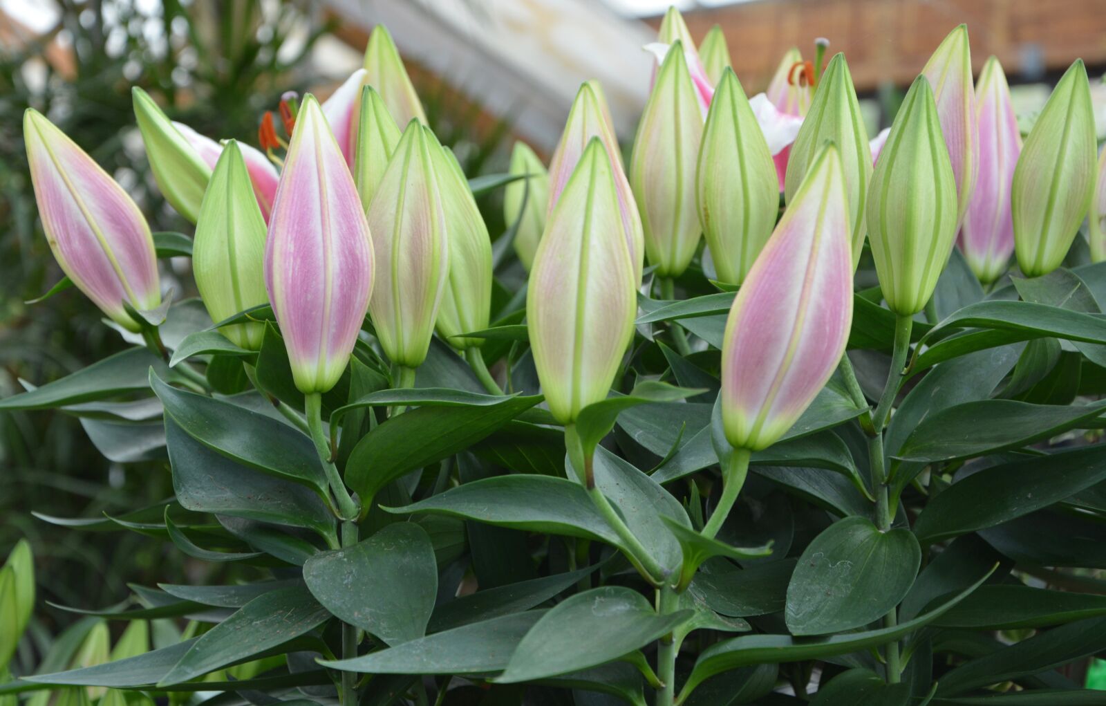 Nikon D5200 sample photo. Flowers, buds, calath a photography