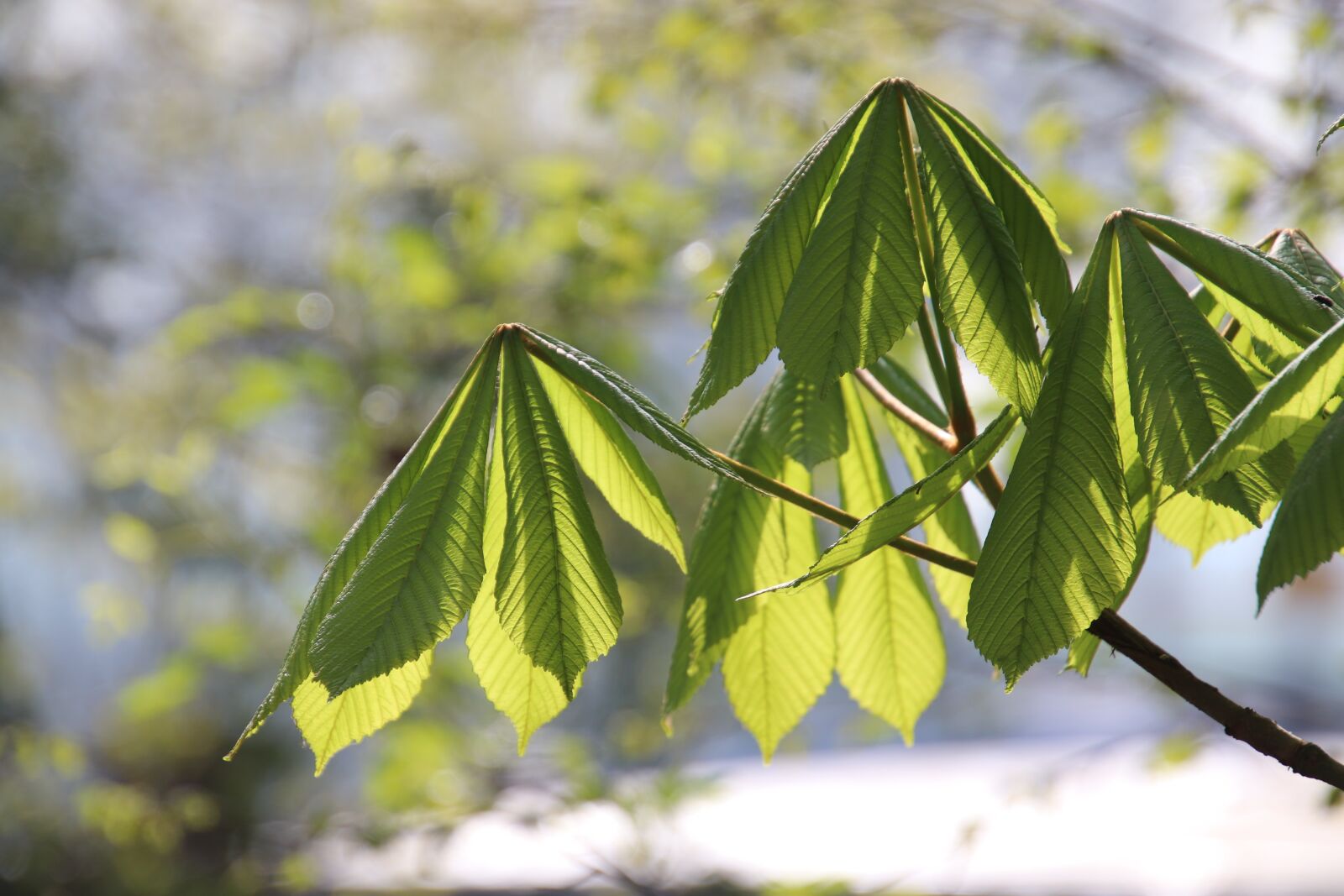 Canon EOS 800D (EOS Rebel T7i / EOS Kiss X9i) sample photo. Horse chestnut, trees, leaves photography