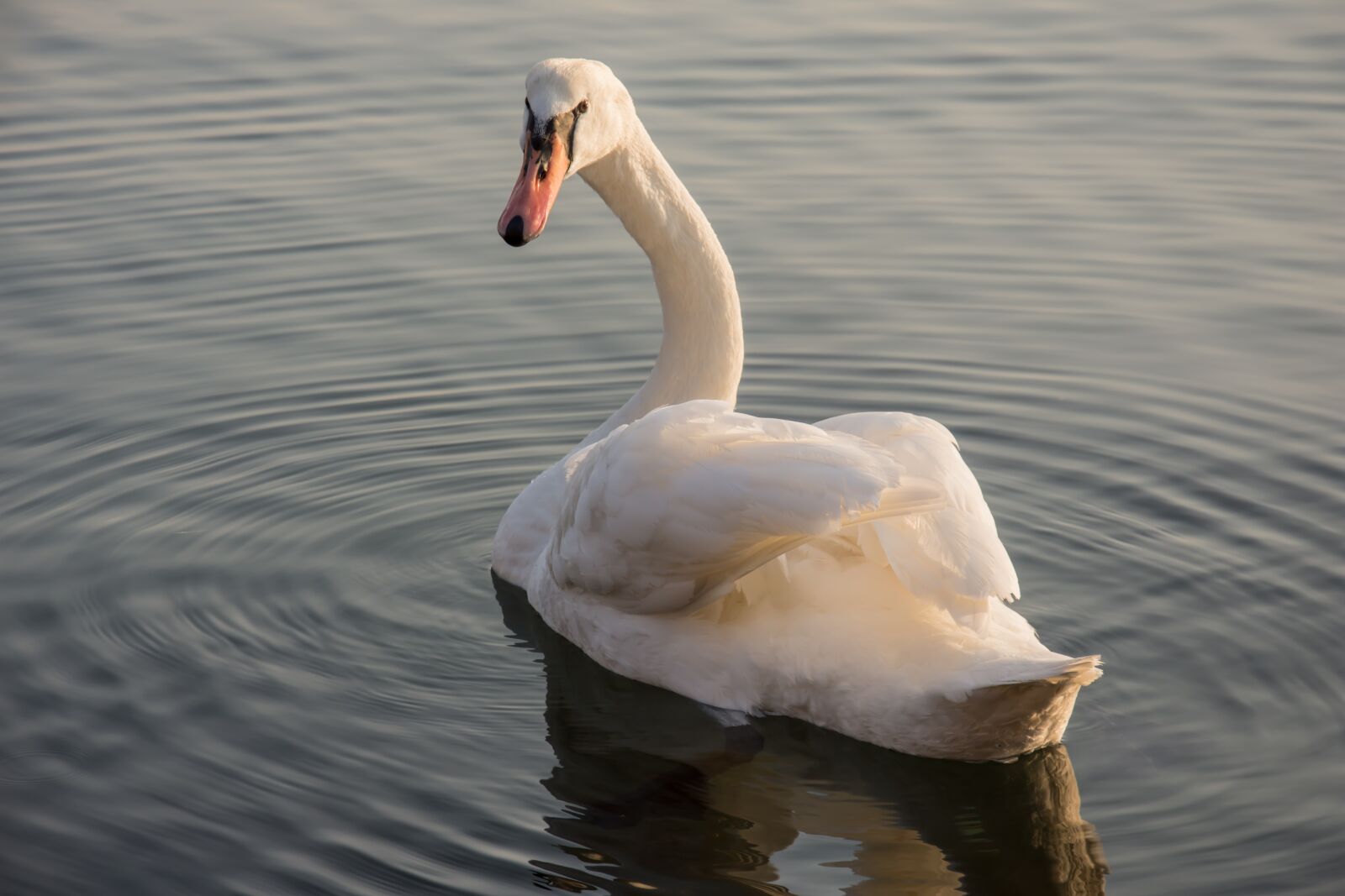 Nikon D7200 sample photo. Swan, sea, nature photography