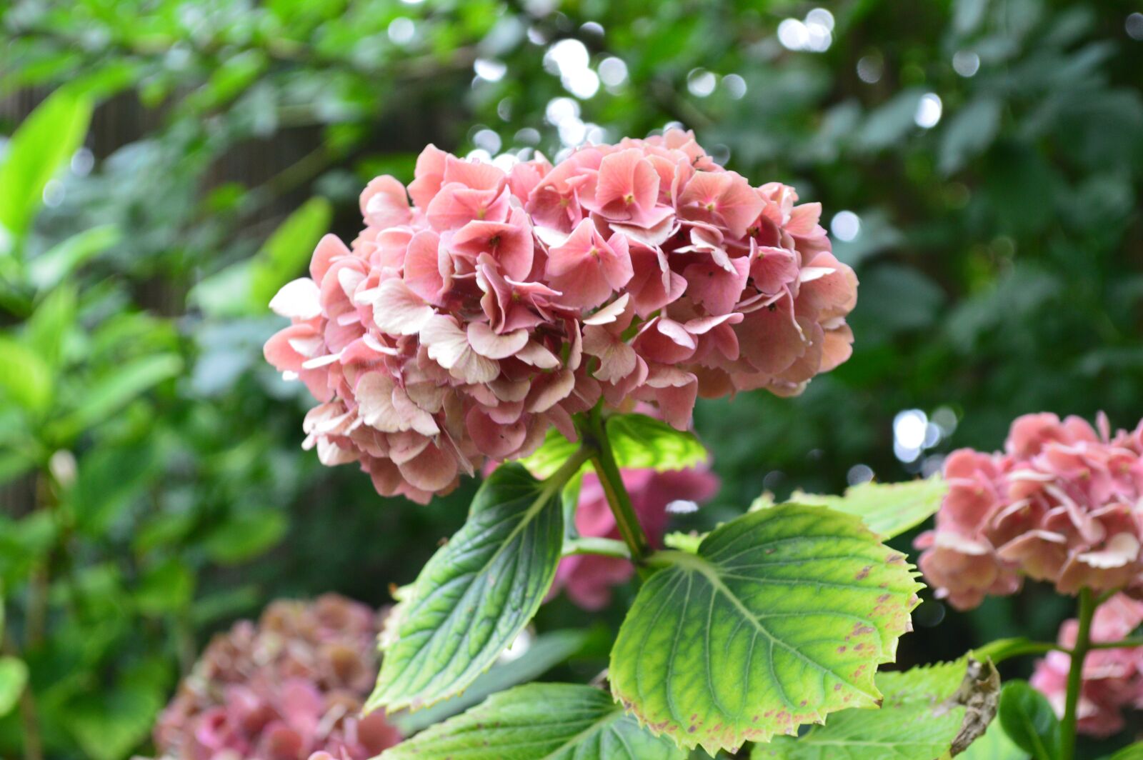 Nikon D3200 sample photo. Flower, plant, leaves photography