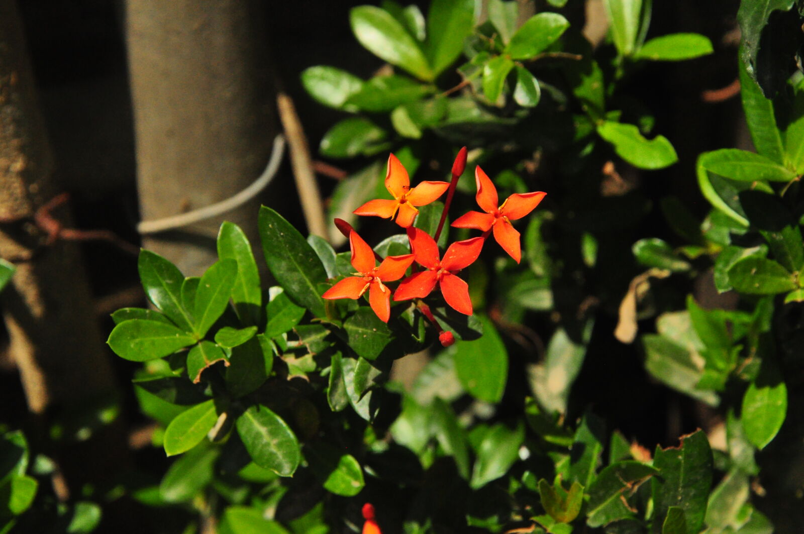 Nikon D90 sample photo. Santan, west, indian, jasmine photography