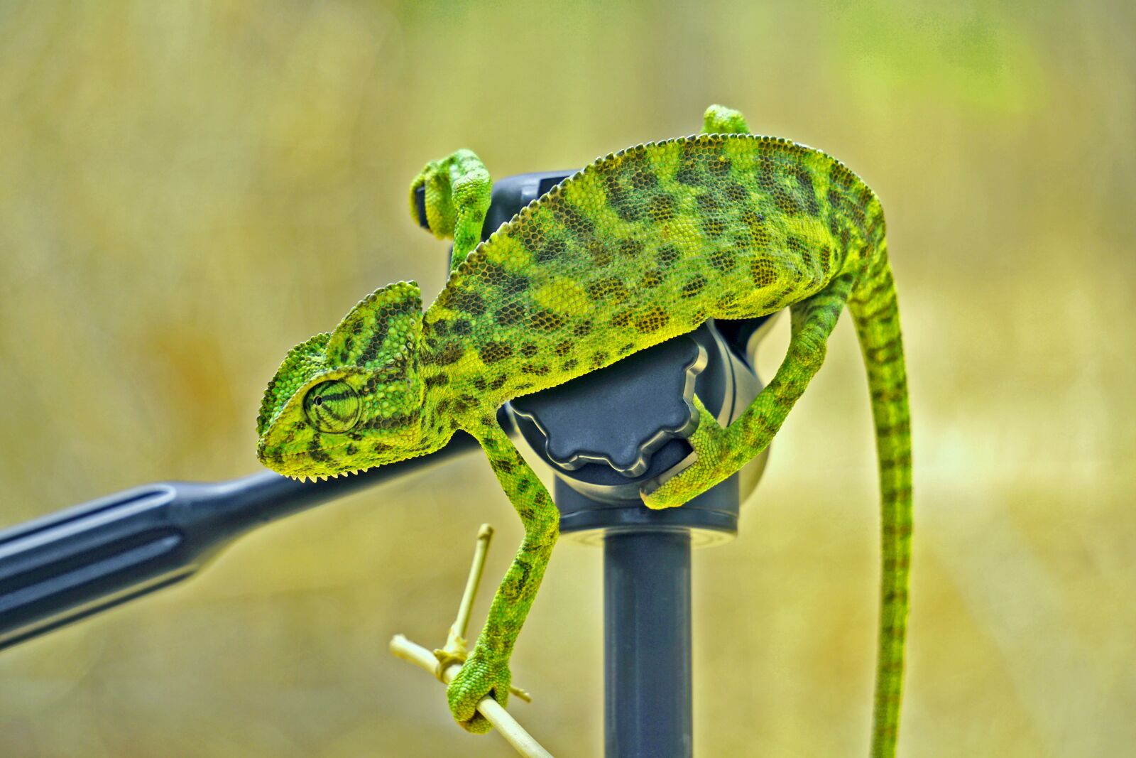 Sony a6000 sample photo. Chameleon, green, india photography