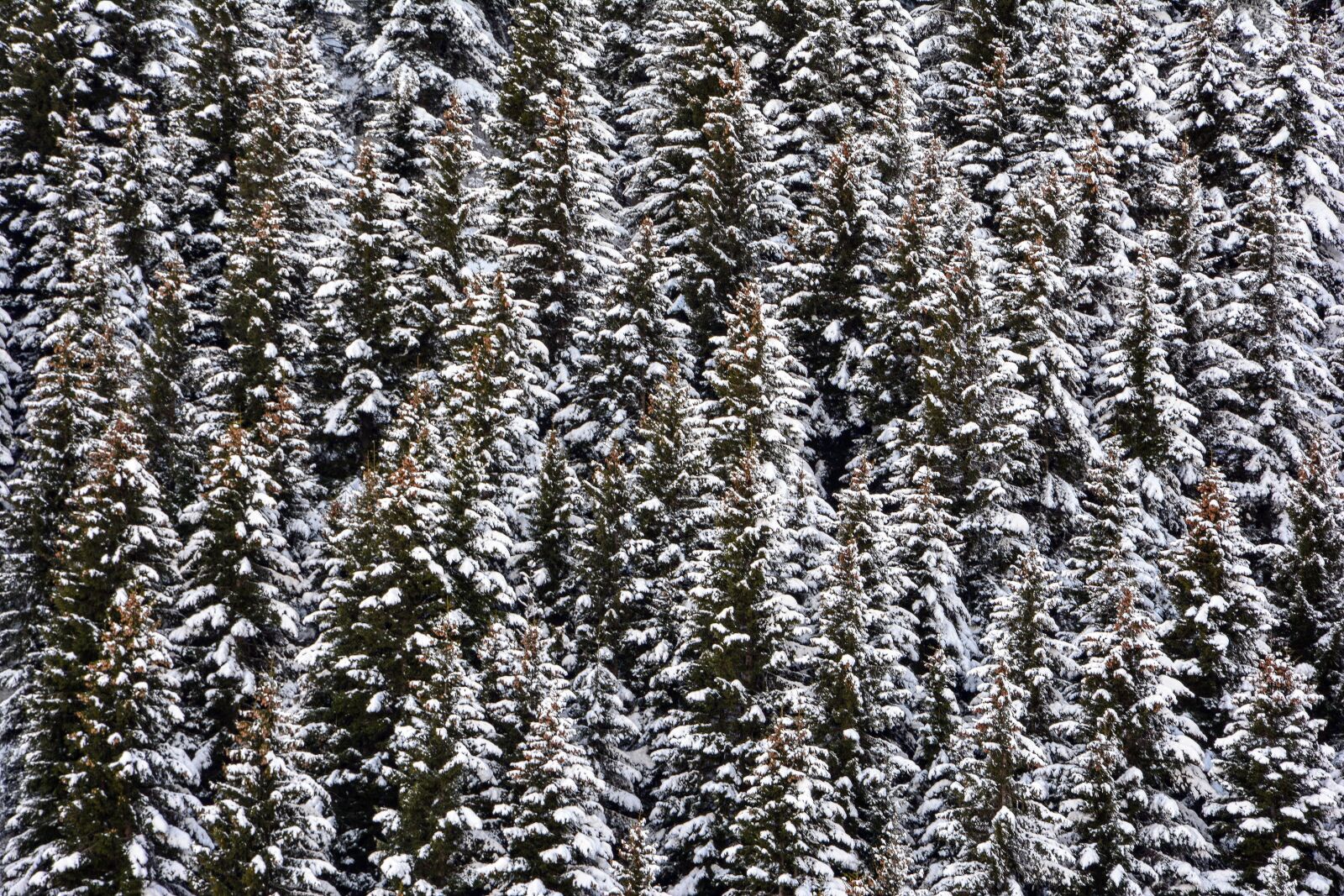 Nikon D7100 sample photo. Snow, mountain, forest photography