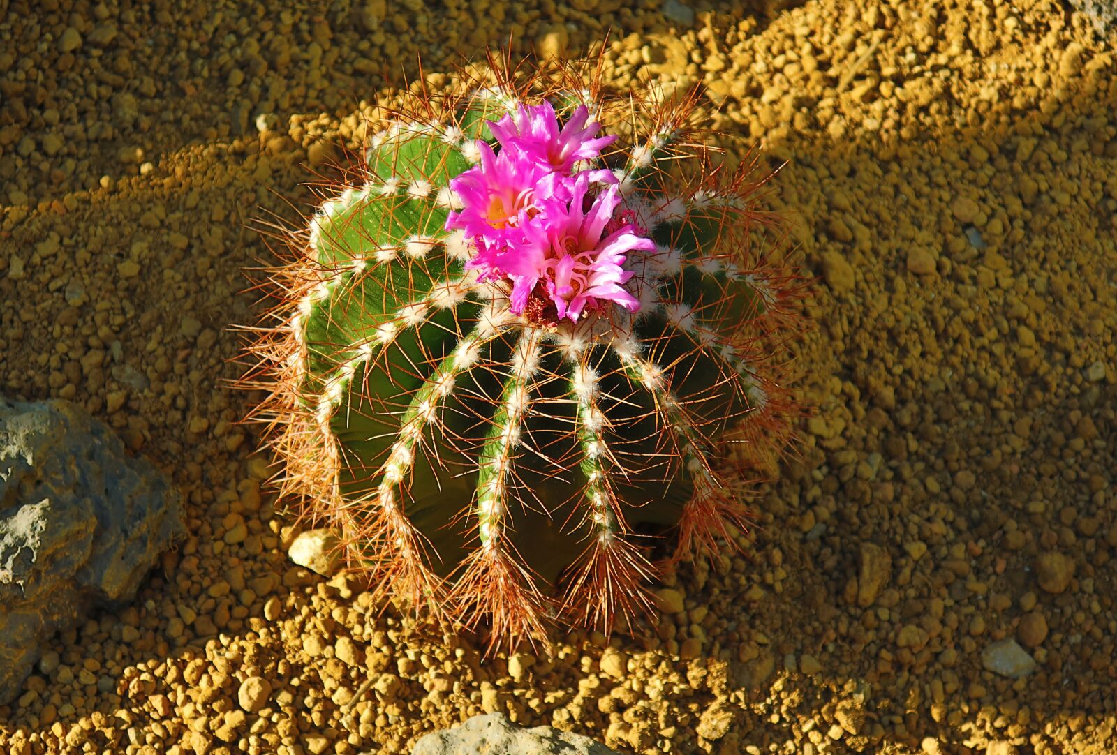 Canon PowerShot G9 X Mark II sample photo. Cactus, plants, greenhouse photography