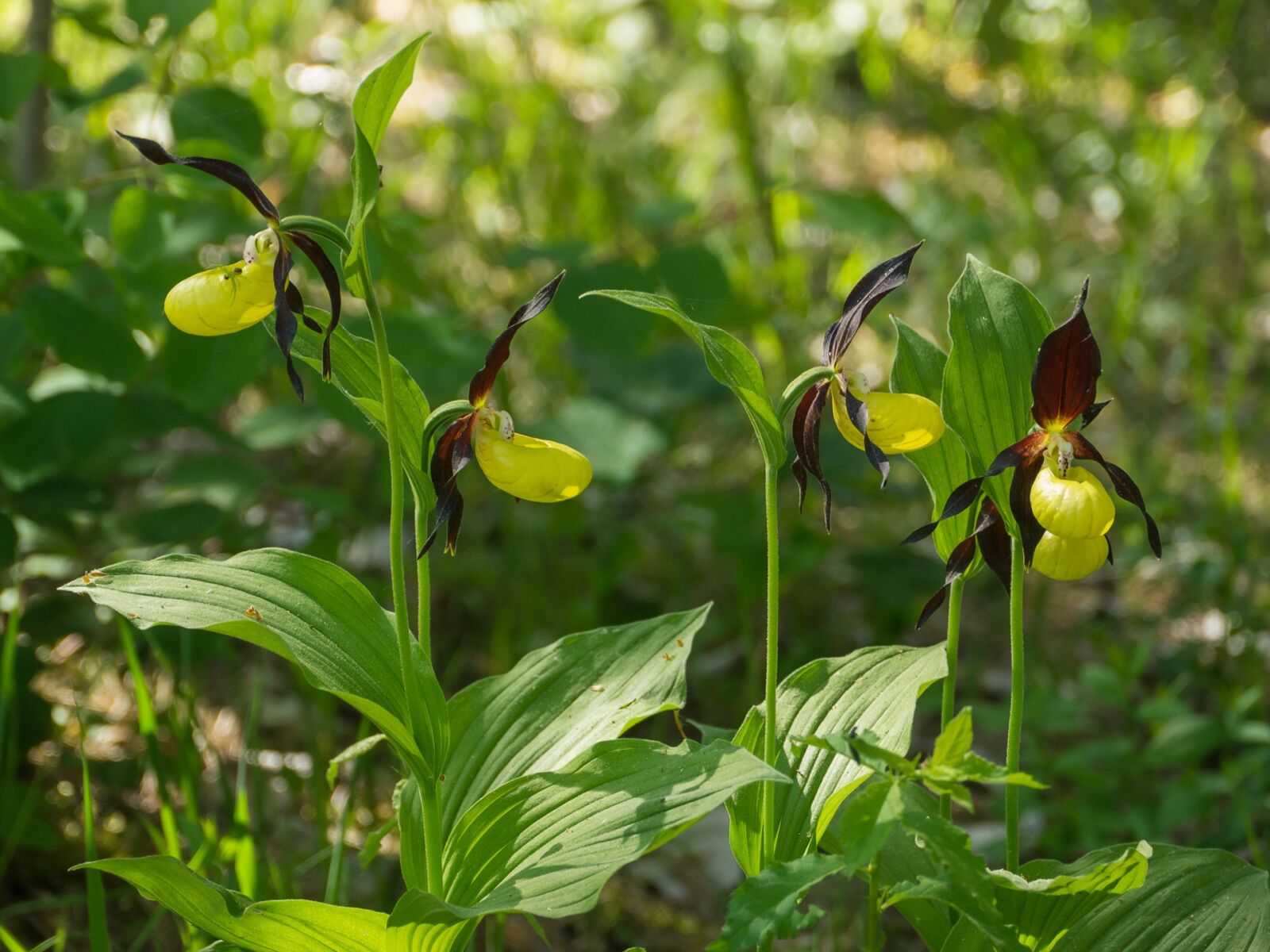 Panasonic Lumix DMC-GH2 sample photo. Orchid, barges, wild orchid photography