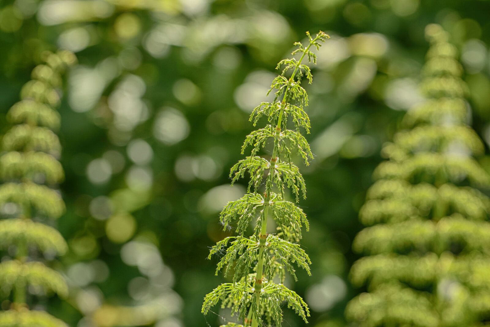 Canon EOS 7D Mark II sample photo. Growth, nature, plant photography