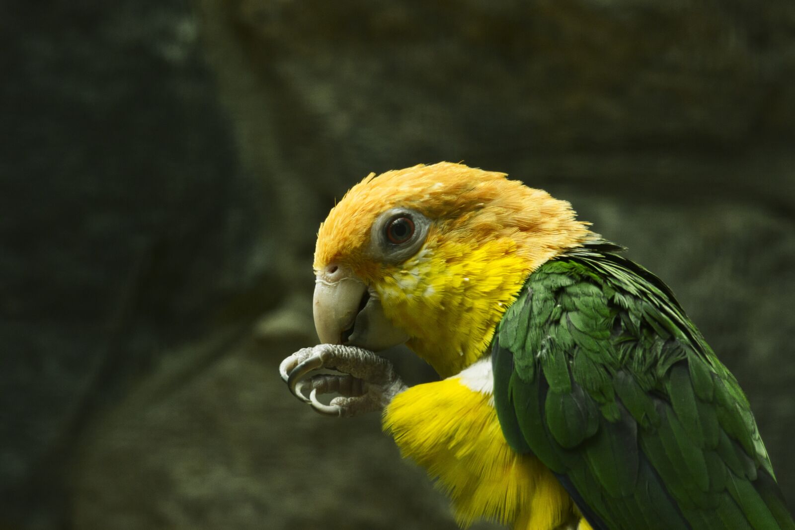 Panasonic Lumix DMC-FZ1000 sample photo. Parrot, bird, nature photography