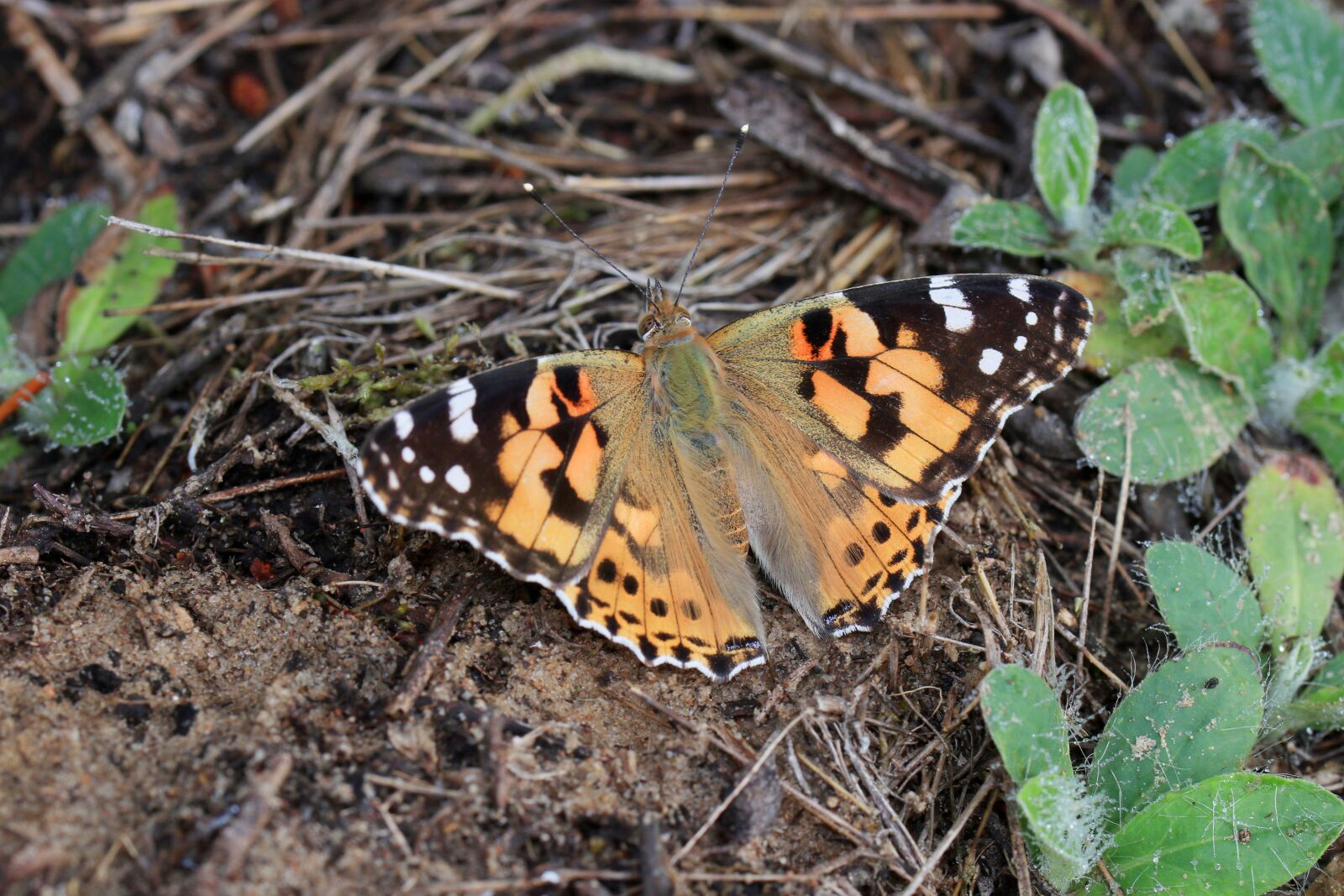 Canon EOS 80D sample photo. Butterfly, spring, nature photography