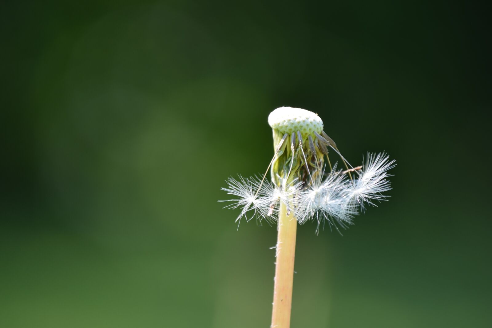 Nikon D3300 sample photo. Dandelion, överblommad, past photography