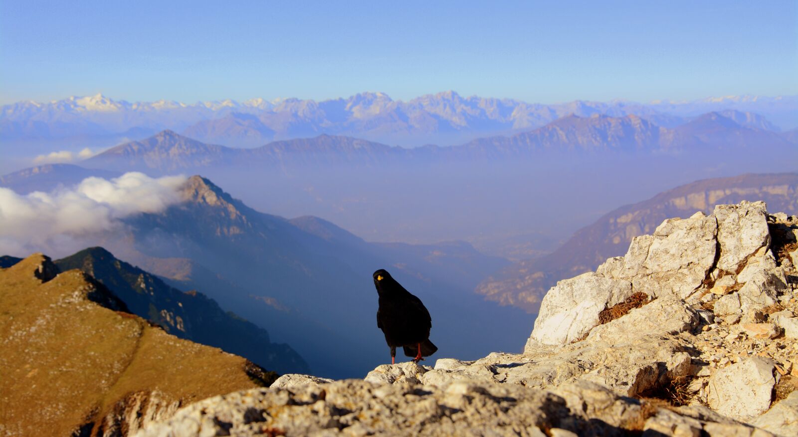 Nikon D7100 sample photo. Merlo, bird, mountain photography