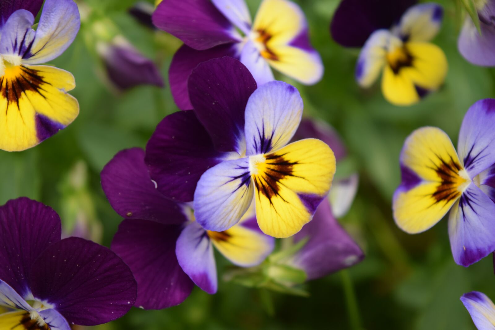 Nikon D3300 sample photo. Susan, yellow, cone photography