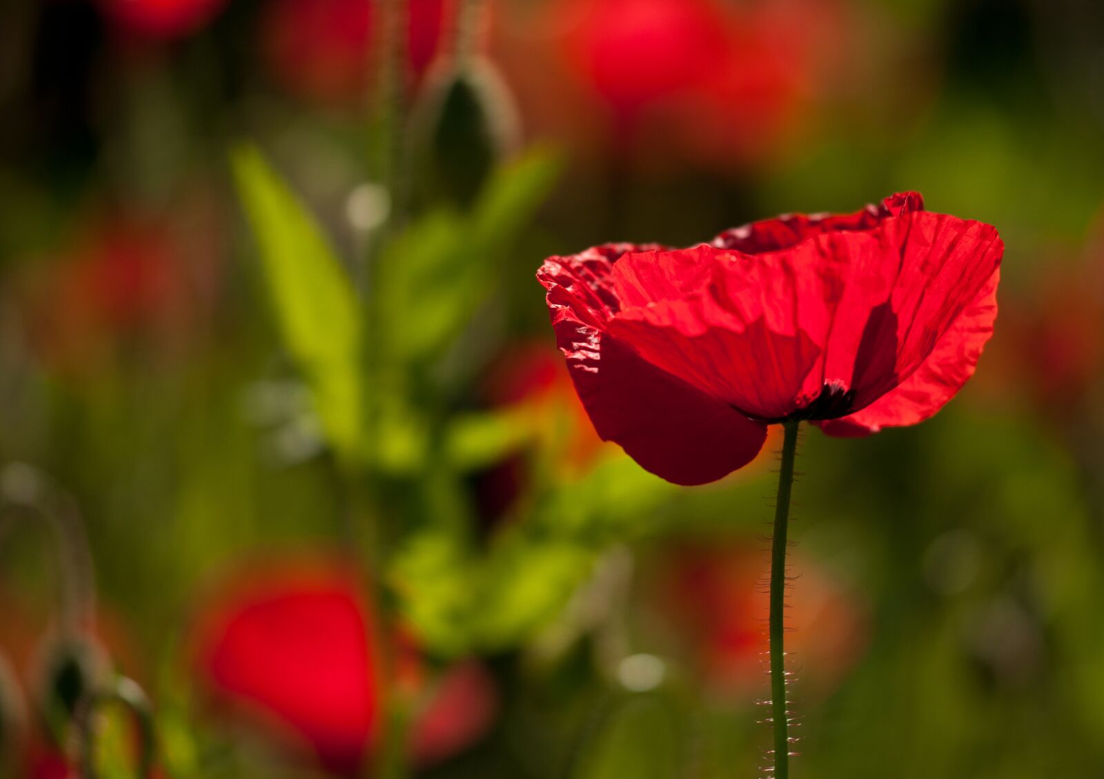 Nikon D300S sample photo. Poppy, poppy flower, flower photography