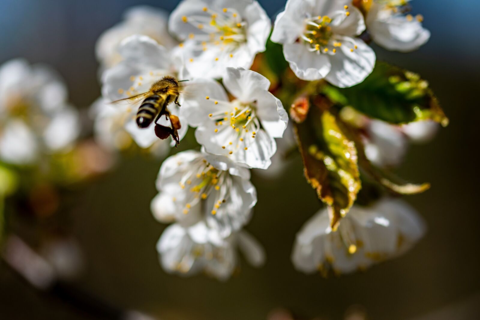 Nikon D5300 sample photo. Flower, bee, tree photography
