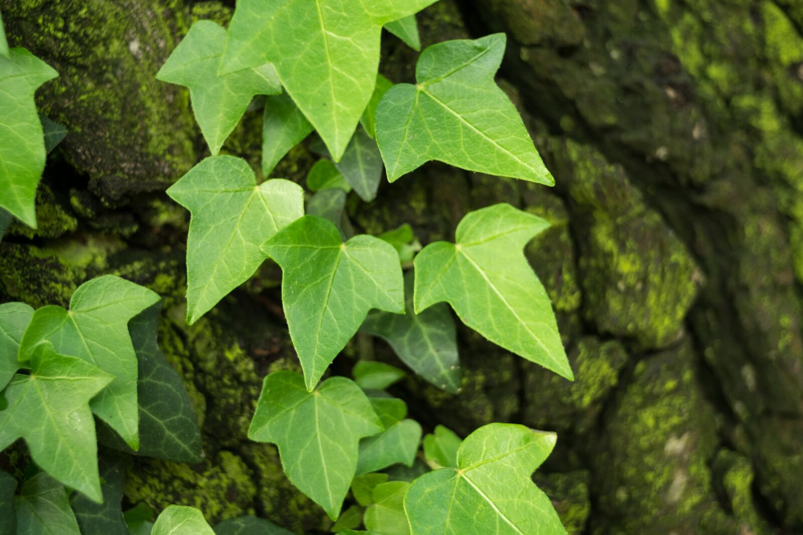 Fujifilm X-T10 sample photo. Ivy, hedera, green photography
