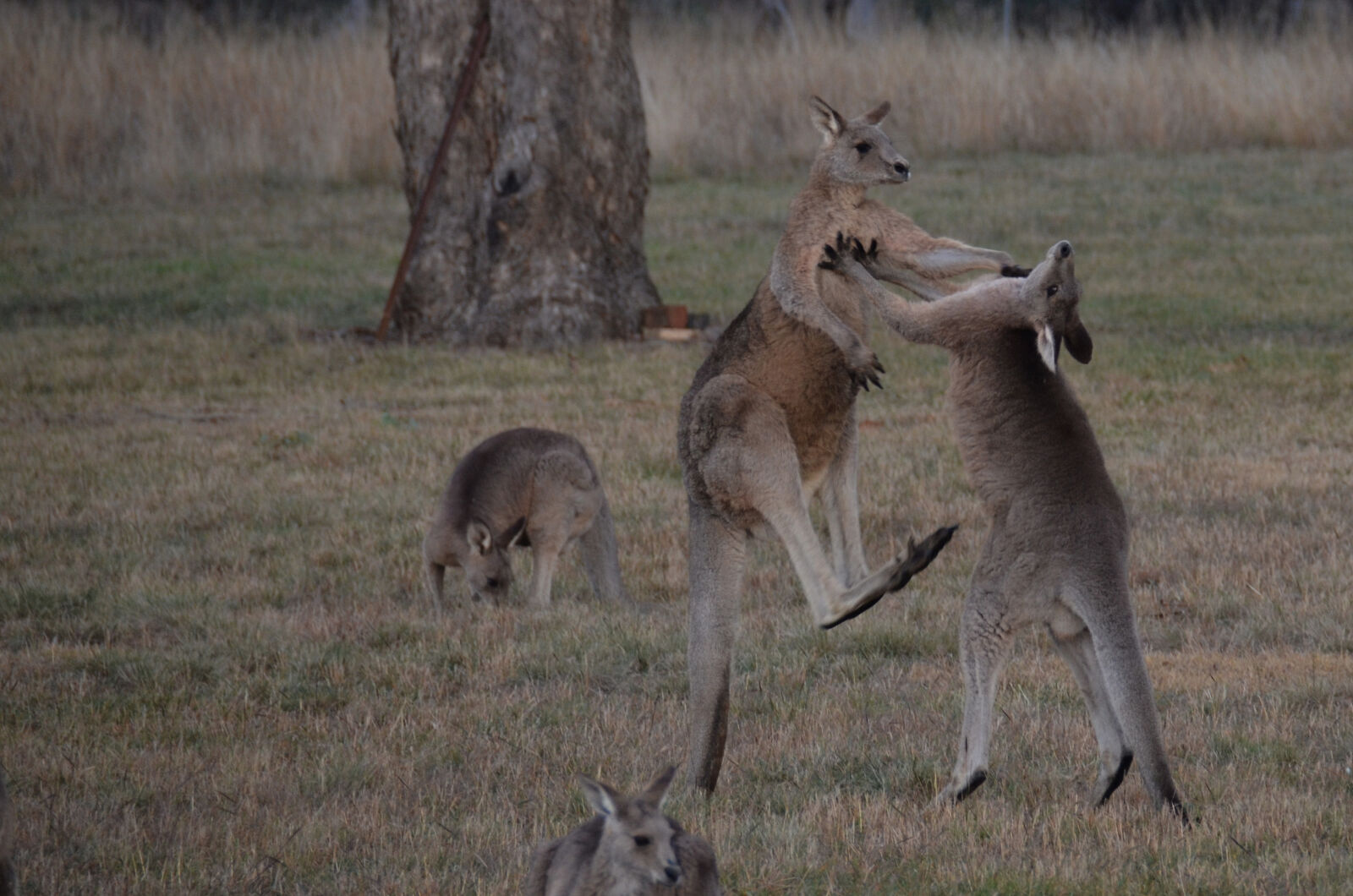 Nikon D7000 sample photo. Australia, kangaroos, fighting photography