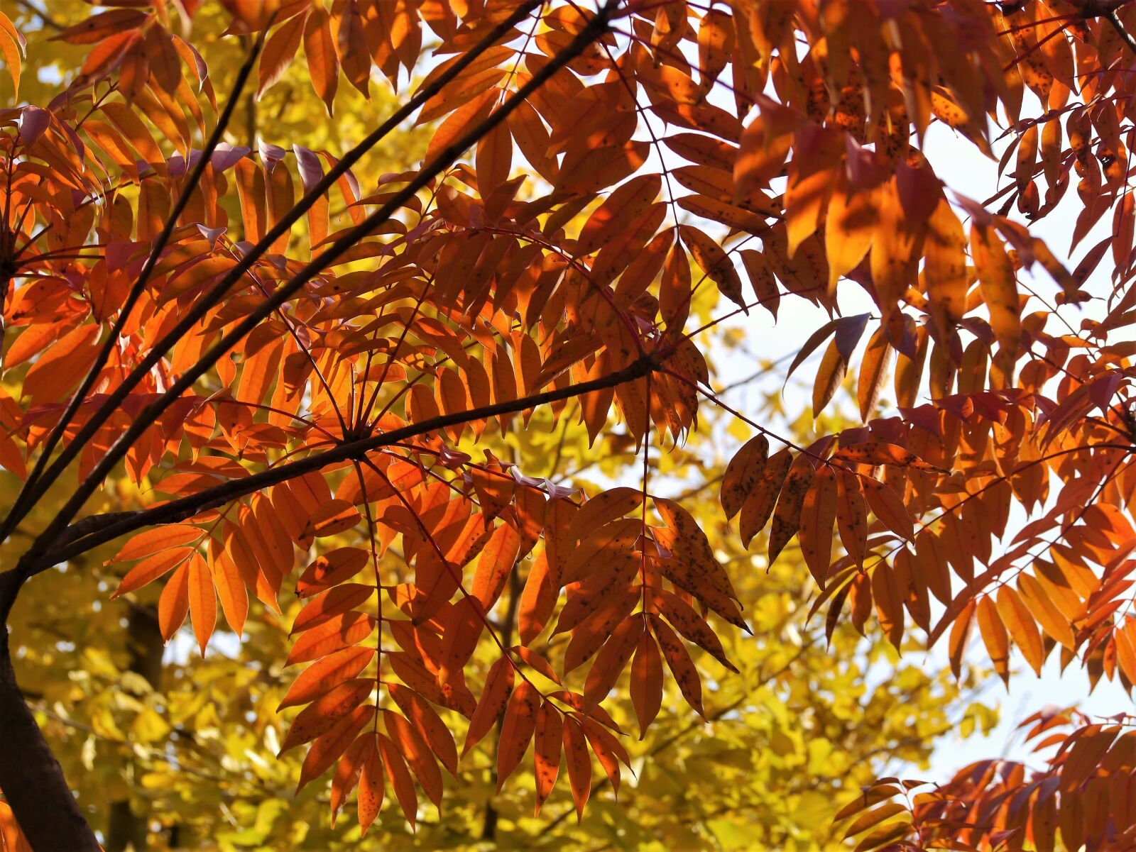 Panasonic Lumix DMC-GX1 sample photo. Yellow leaves, autumnal leaves photography