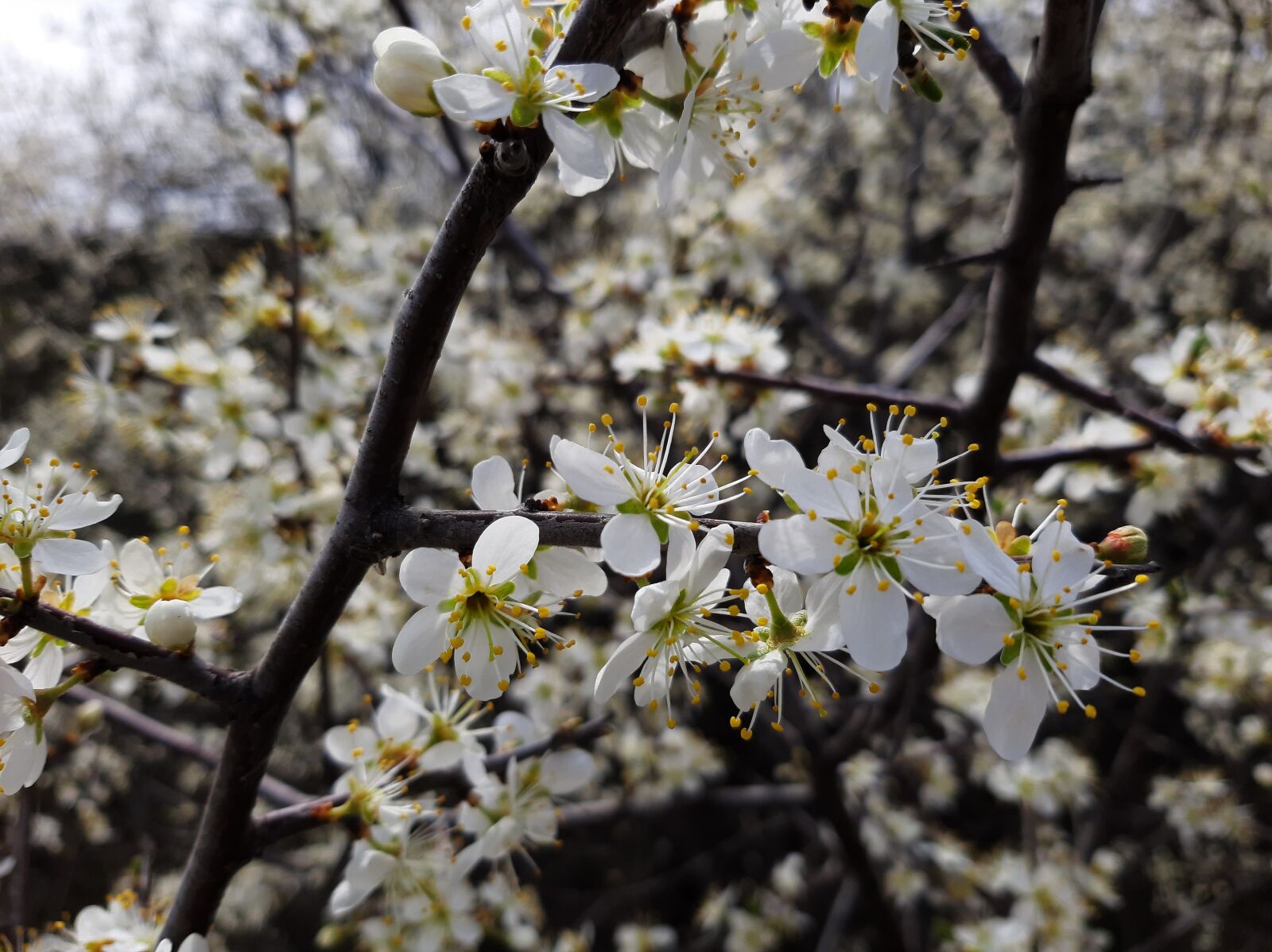 Samsung Galaxy A50 sample photo. Bloom, flowers, white photography