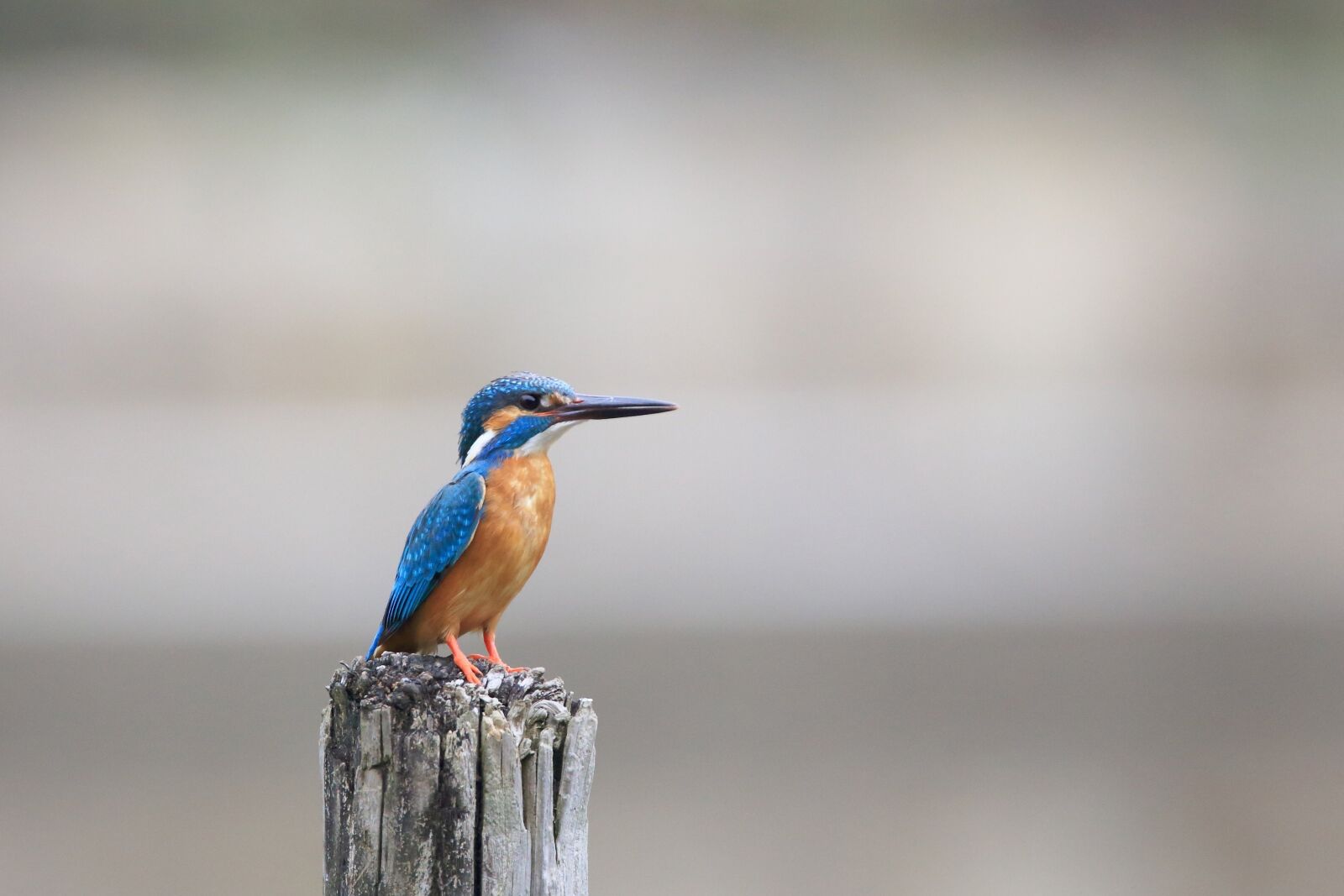 Canon EOS 5D Mark III sample photo. Animal, avian, beak photography