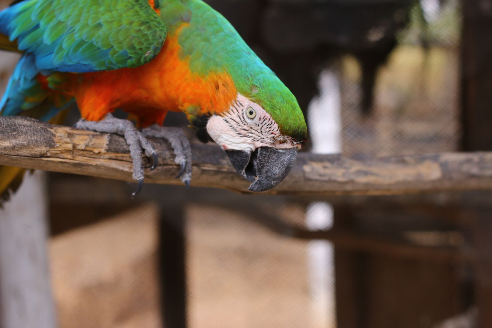 Canon EOS 70D + Canon EF 50mm F1.8 II sample photo. Parrot, animals, loro photography