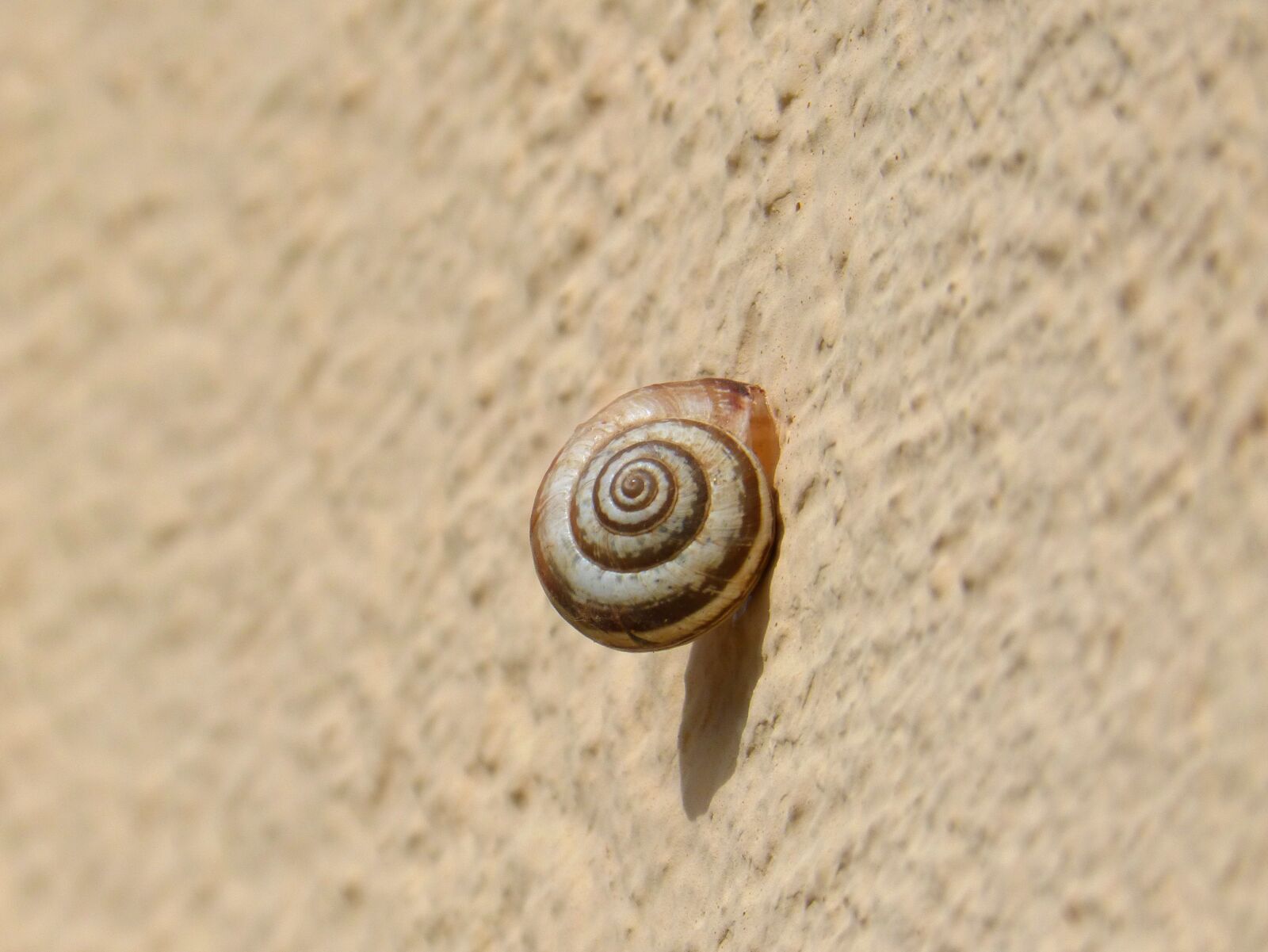 Panasonic DMC-FZ62 sample photo. Snail, contrast, spiral photography