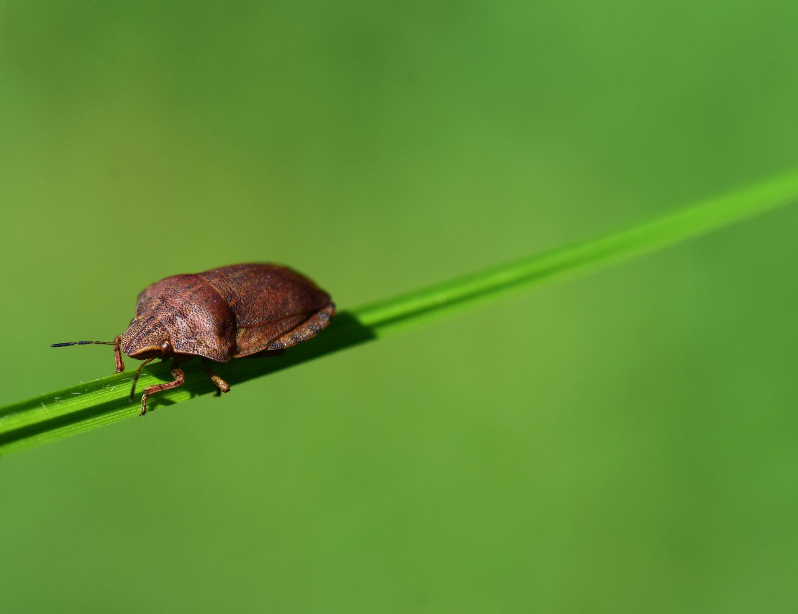 Nikon D3300 sample photo. Leaf bug, beetle, insect photography