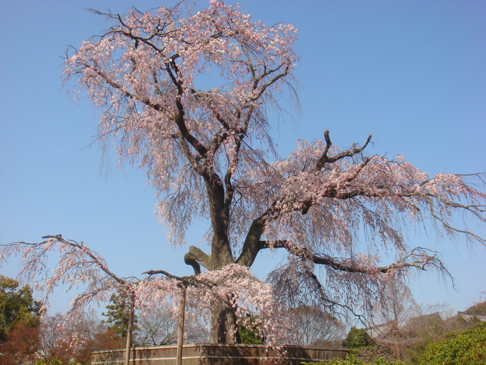 Sony DSC-T20 sample photo. Beijing, cherry blossom, the photography