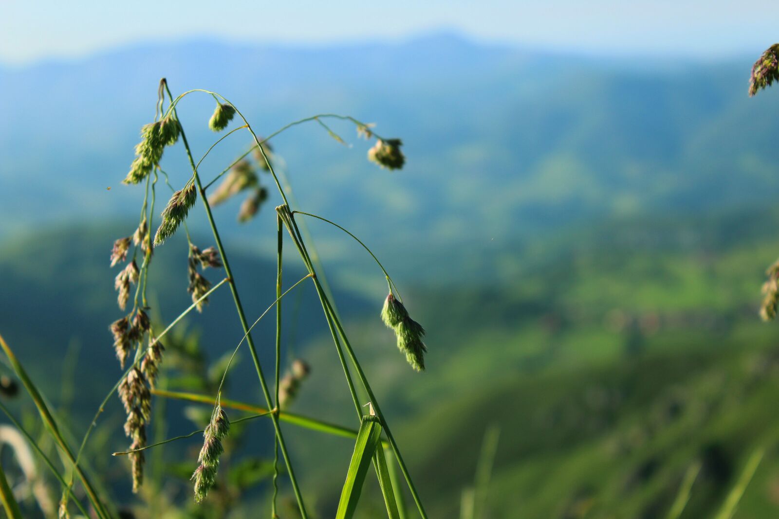 Canon EOS 1200D (EOS Rebel T5 / EOS Kiss X70 / EOS Hi) sample photo. Grass, landscape, green photography