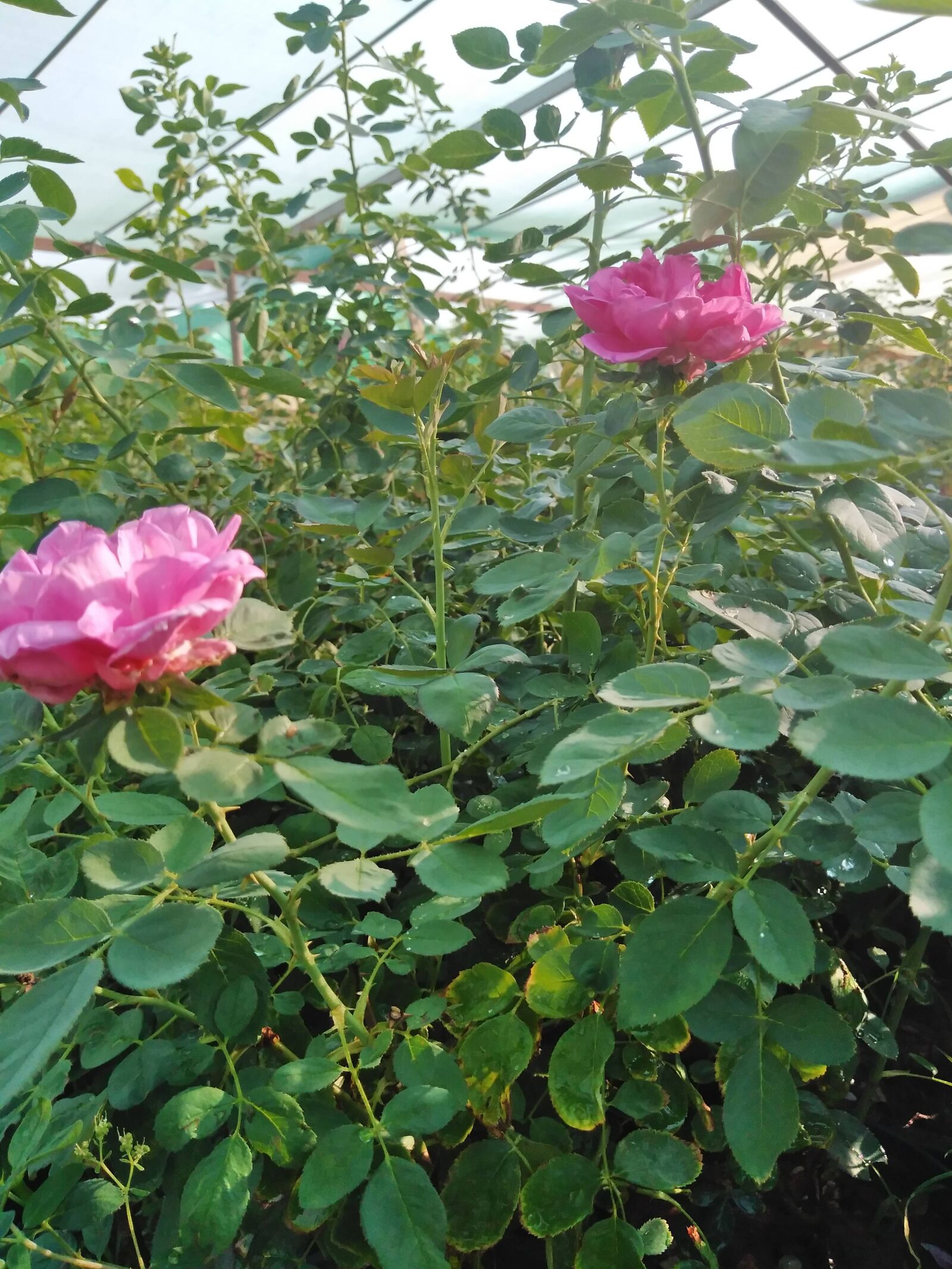 HUAWEI DUB-LX1 sample photo. Rose, beautiful flower, love photography