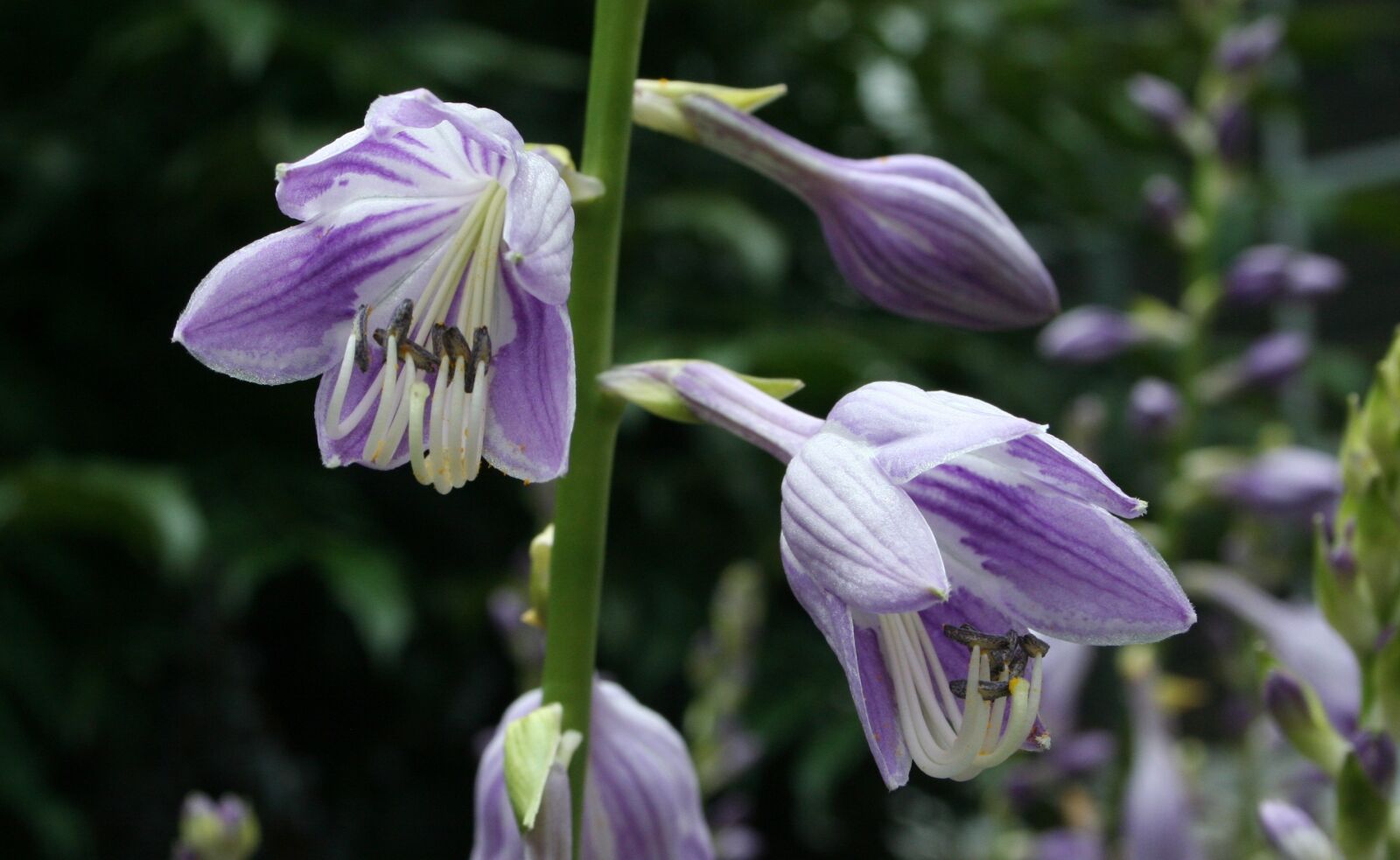Canon EOS 350D (EOS Digital Rebel XT / EOS Kiss Digital N) sample photo. Flower, purple, hosta photography