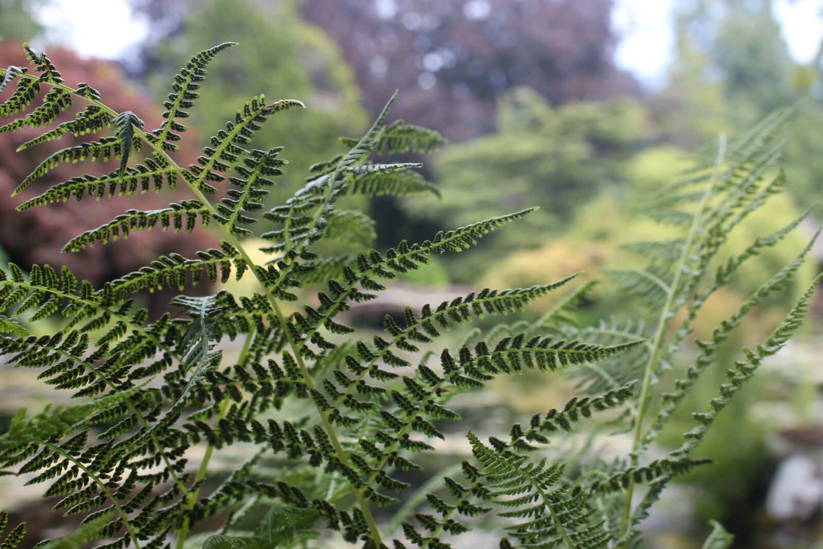 Canon EOS 700D (EOS Rebel T5i / EOS Kiss X7i) + Canon EF-S 18-55mm F3.5-5.6 IS STM sample photo. Fern, plant, leaf photography