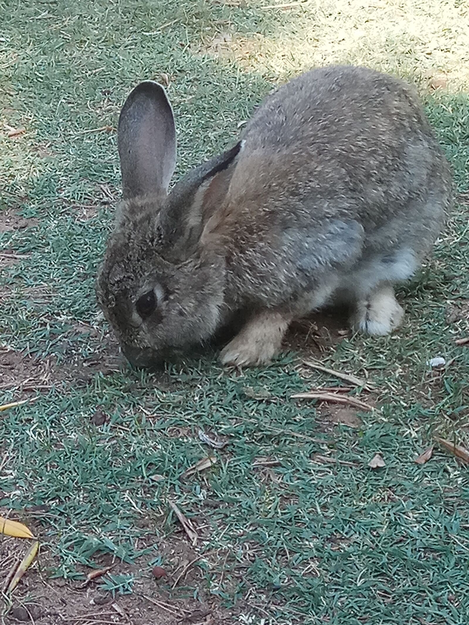 Xiaomi Redmi Note 4 sample photo. Hare, animal, easter photography