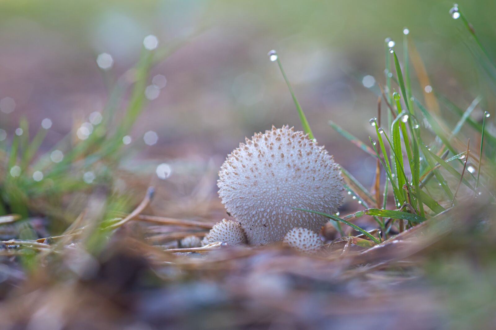 Canon EOS 6D Mark II sample photo. Mushroom, autumn, forest photography