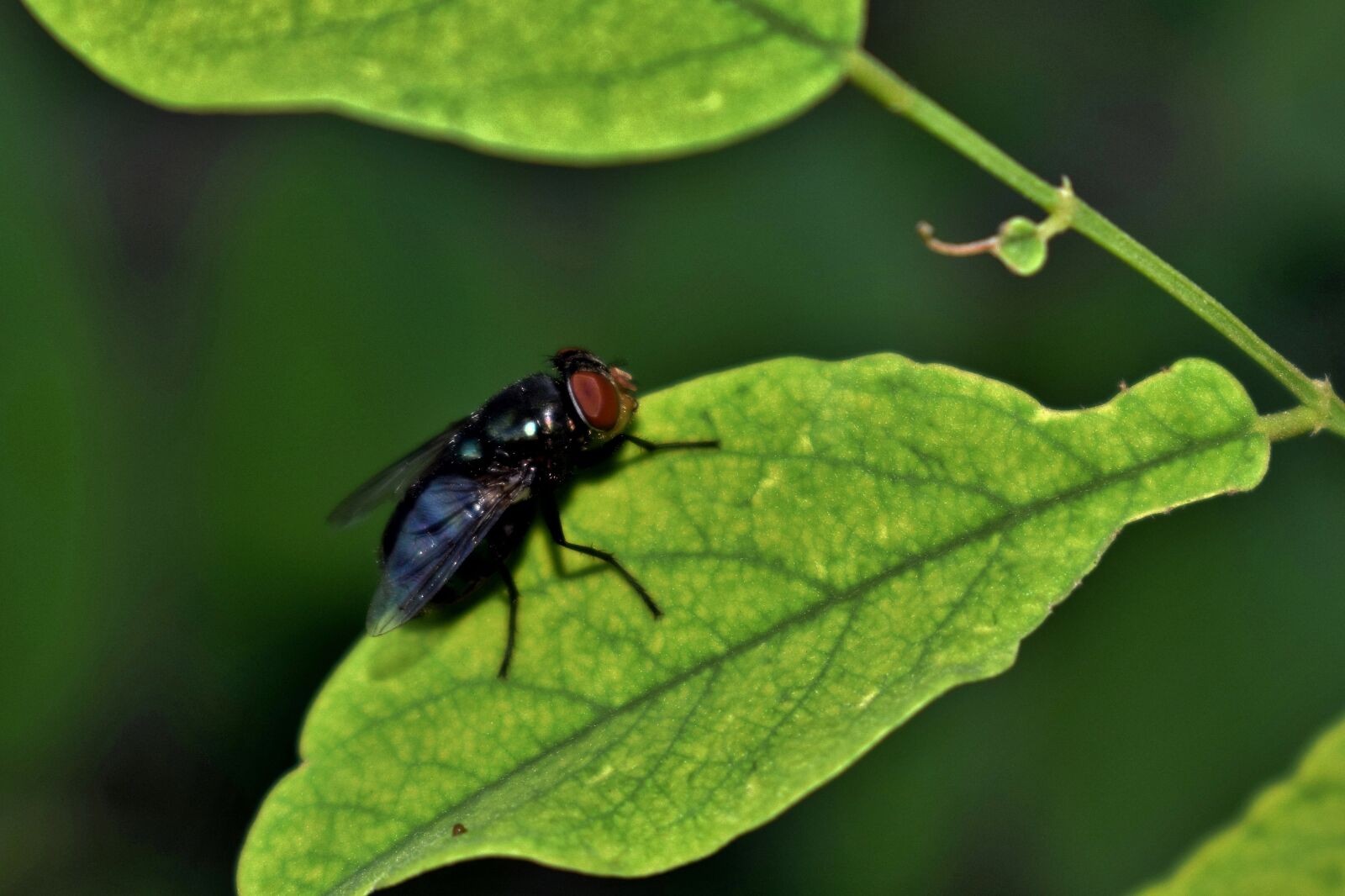Nikon D5300 sample photo. Fly, housefly, insect photography