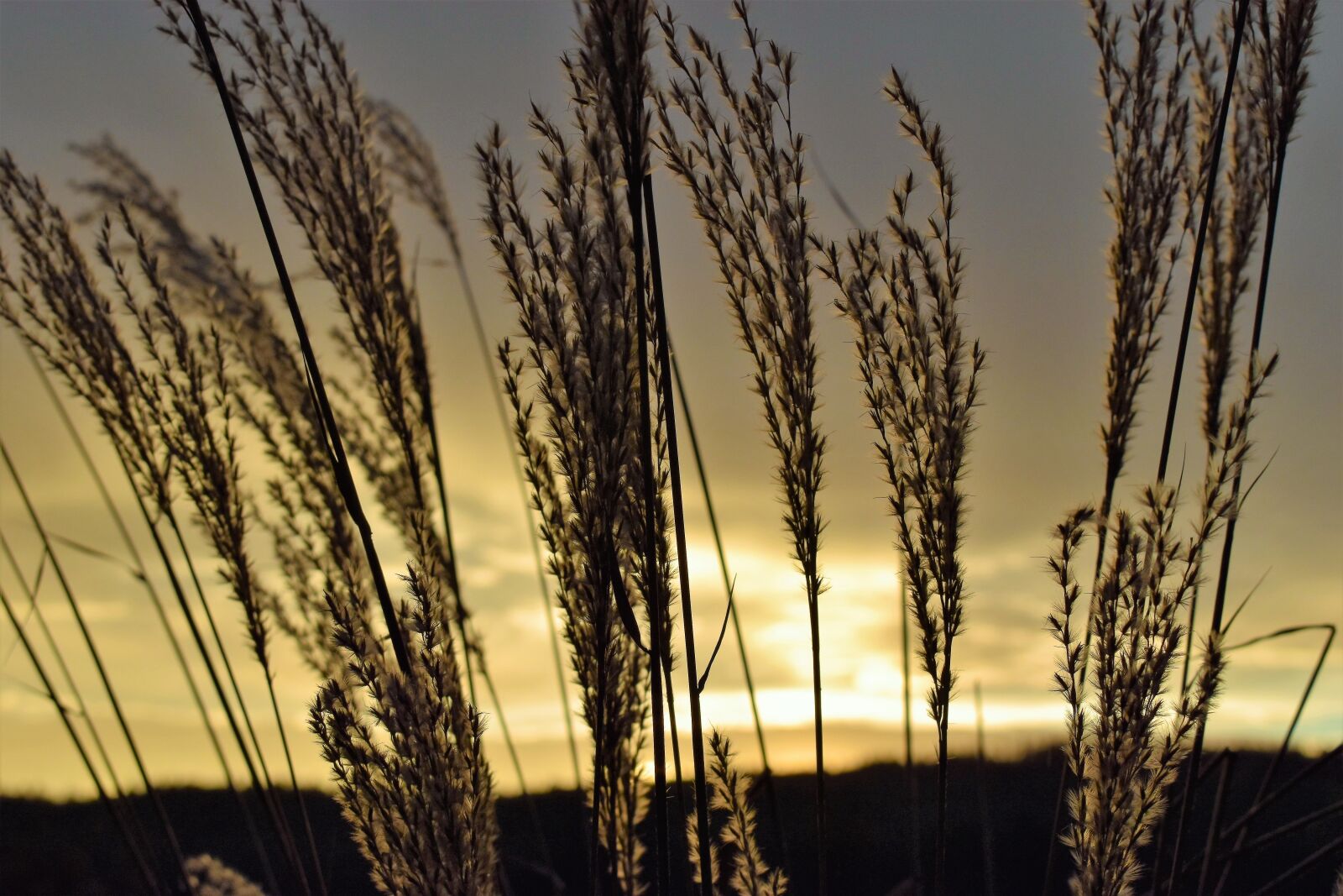 Nikon D5500 sample photo. Morgenrot, morgenstimmung, grasses photography