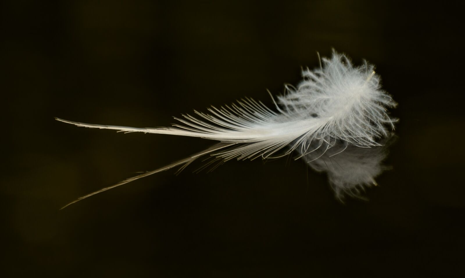 Nikon D800E sample photo. Feather, water, surface photography