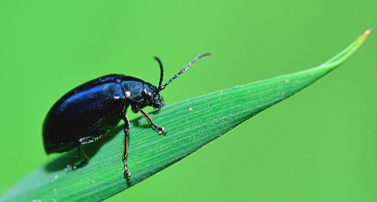 Nikon D5300 sample photo. Nature, ibsecto, macro photography