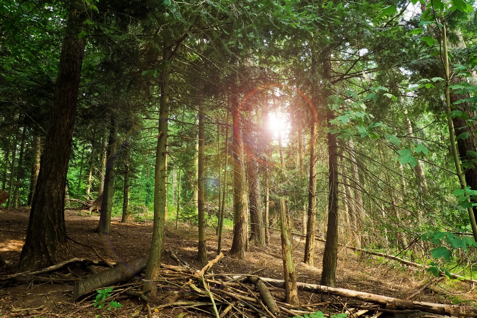 Olympus OM-D E-M10 sample photo. Forest, trees, branches photography